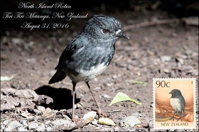 newzealandcookislands2016-433