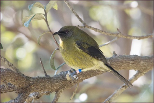 newzealandcookislands2016-435