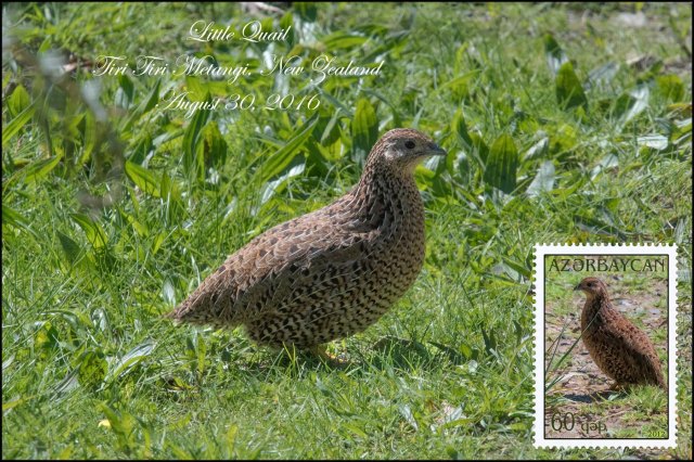 newzealandcookislands2016-440