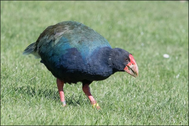 newzealandcookislands2016-448