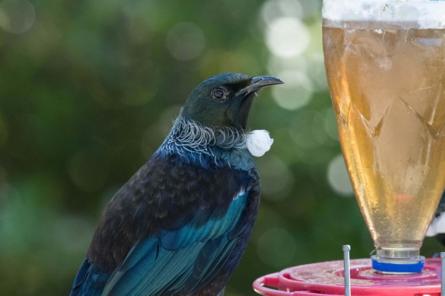 newzealandcookislands2016-449