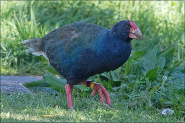 newzealandcookislands2016-451