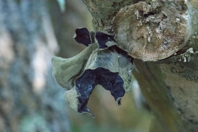 newzealandcookislands2016-455