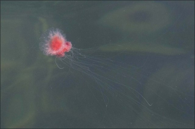 newzealandcookislands2016-457