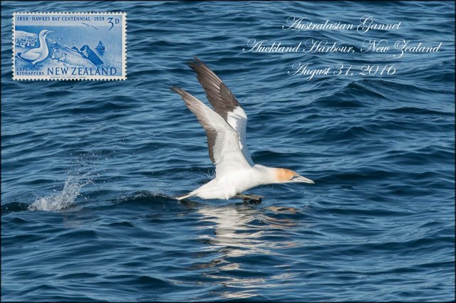 newzealandcookislands2016-460