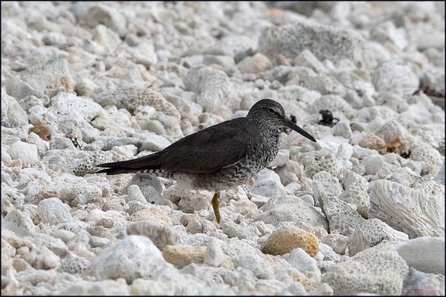 newzealandcookislands2016-494