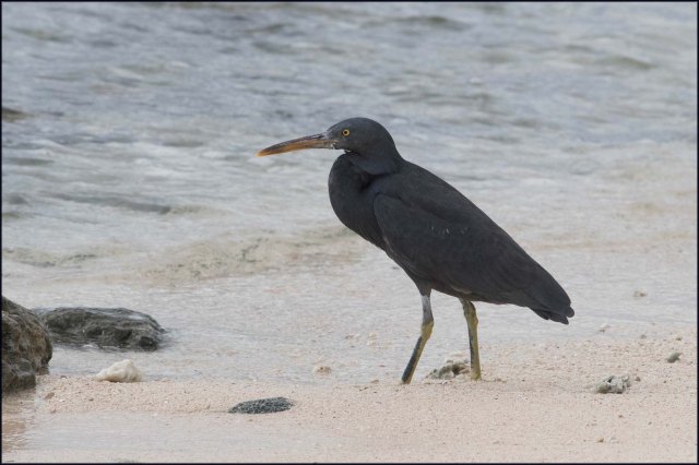 newzealandcookislands2016-496