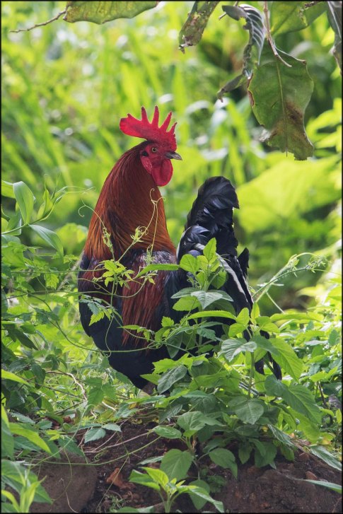 newzealandcookislands2016-510