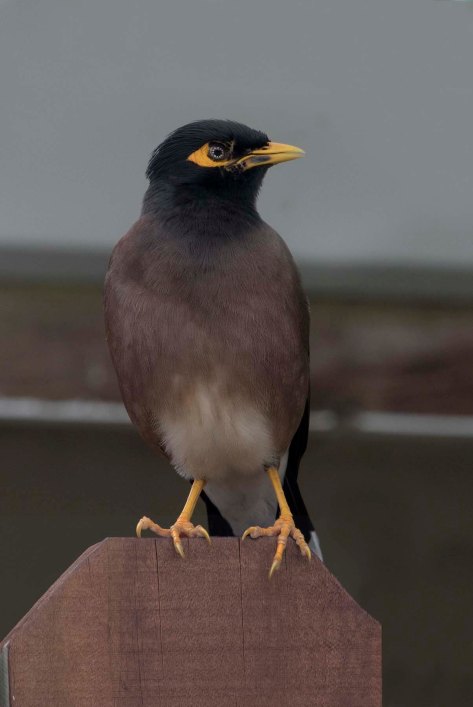 newzealandcookislands2016-525