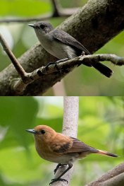 newzealandcookislands2016-536