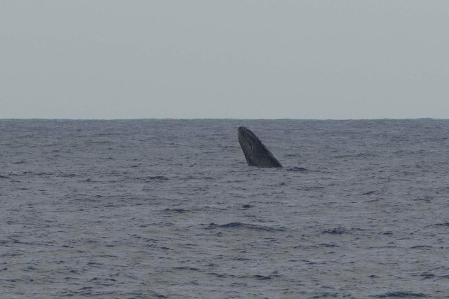 newzealandcookislands2016-548