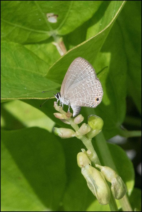 newzealandcookislands2016-562