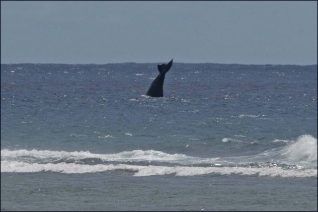 newzealandcookislands2016-570