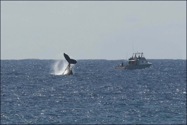 newzealandcookislands2016-571