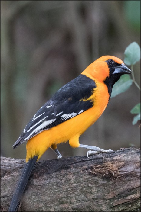 altimiraoriole2017