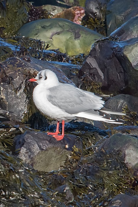 blackheadedgullnonbreeding2017