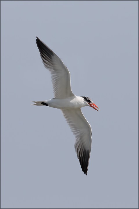 caspianternnonbreeding2017