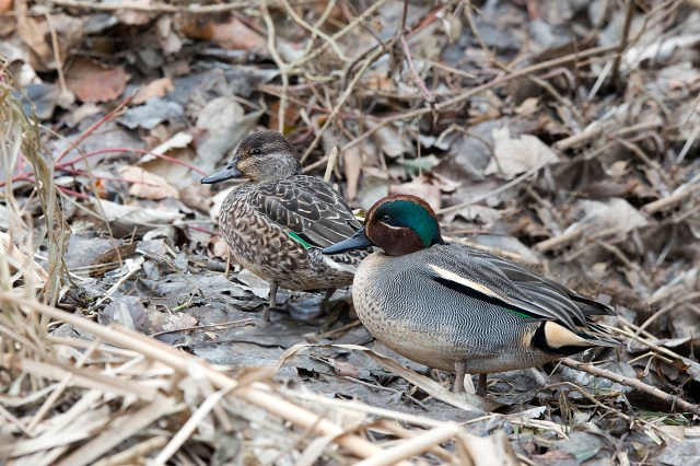commonteal
