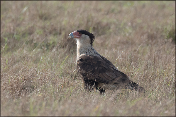 crestedcaracara2017