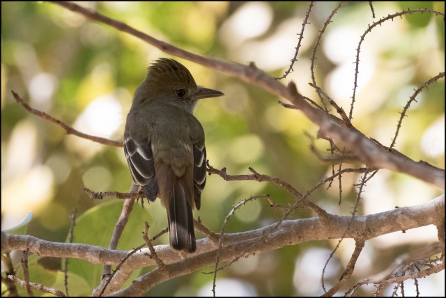 greatcrestedflycatcher2017