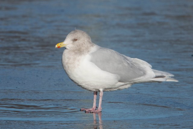 icelandgullwinteradult2017