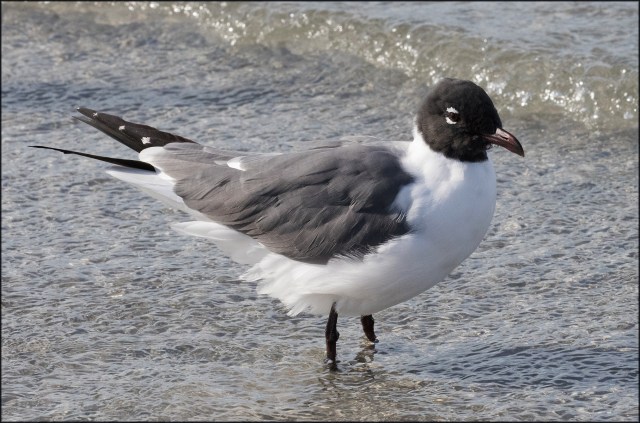 laughinggullbreediing2017