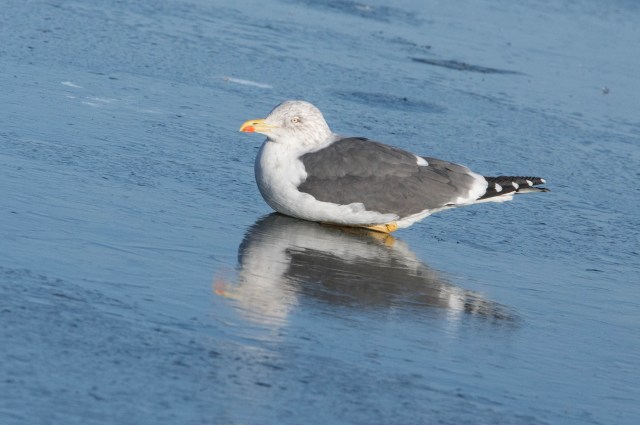 lesserblackbackedgull2017