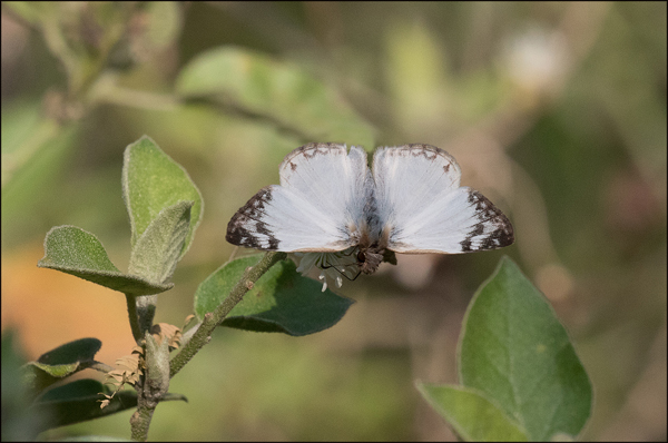 livianawhiteskipper2017