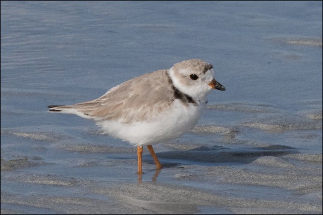 pipingploverwinter20172