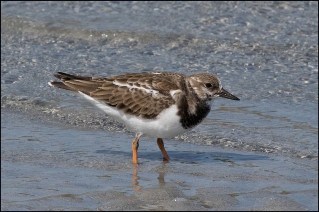 ruddyturnstonewinter2017