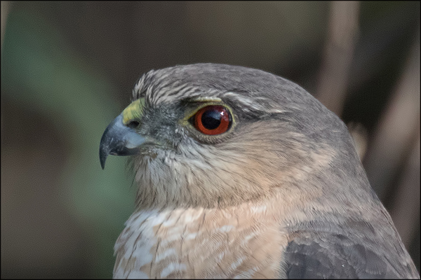 sharpshinnedhawkprofile2017