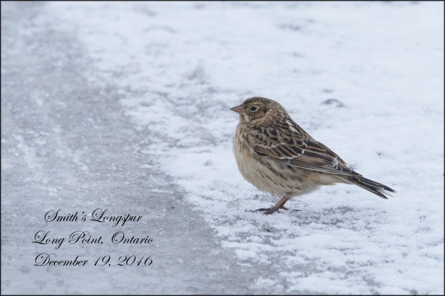 smithslongspur