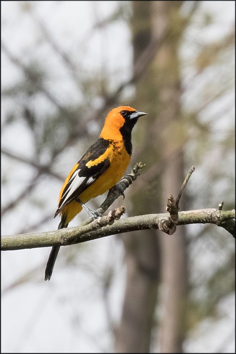 spotbreastedoriole2017