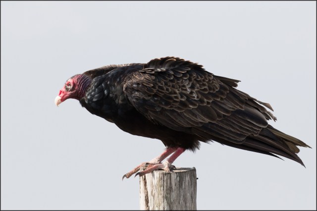 turkeyvulture2017
