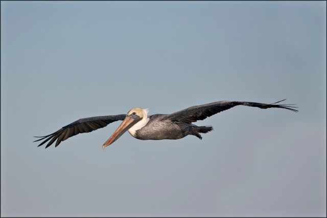 BrownPelican2019