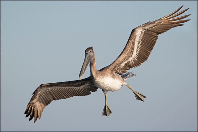 BrownPelican2019C