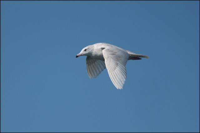 GlaucousGull2019