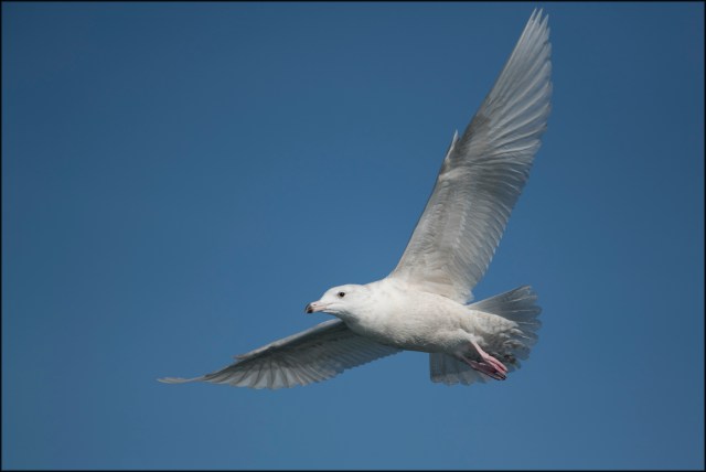 GlaucousGull2019B