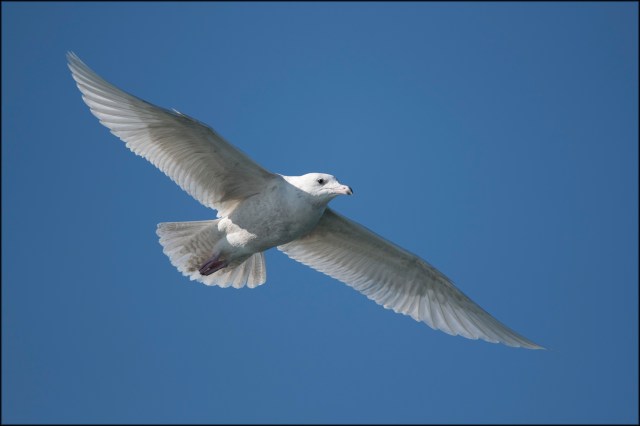 GlaucousGull2019C
