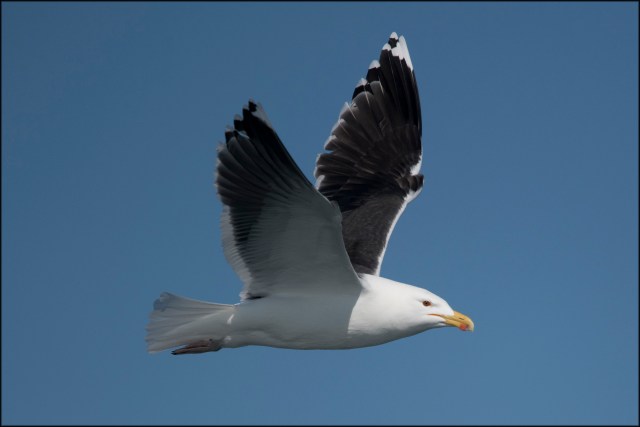 GreatBlackBackedGull2019B