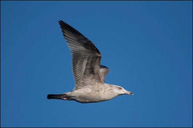 HerringGull2ndWinter2019