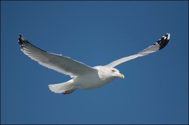 HerringGullAdultWinter2019