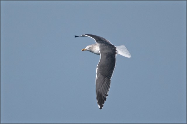 LesserBlackBackedGullAdult2019