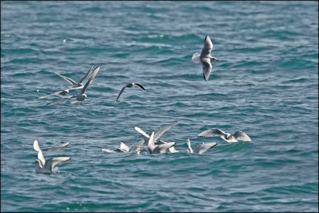 LittleGull2019