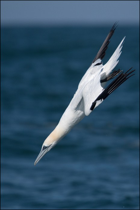 NorthernGannet3rdDiving2019