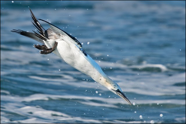 NorthernGannet3rdDiving2019B