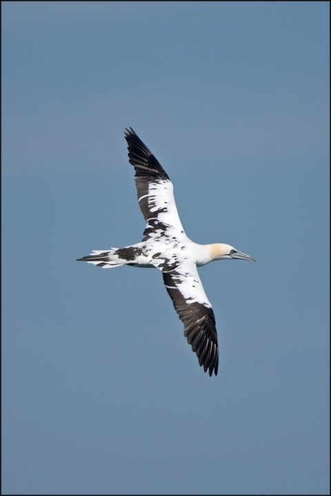 NorthernGannet3rdYear2019