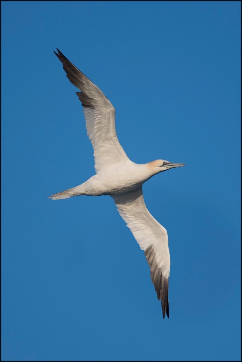 NorthernGannetAdult2019