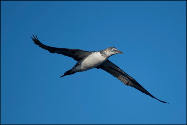 NorthernGannetFirstSummer2019