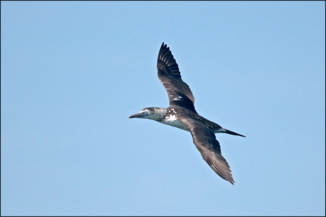 NorthernGannetFirstSummer2019B